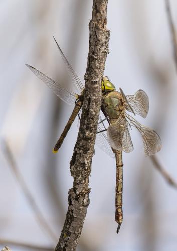 Anax parthenope